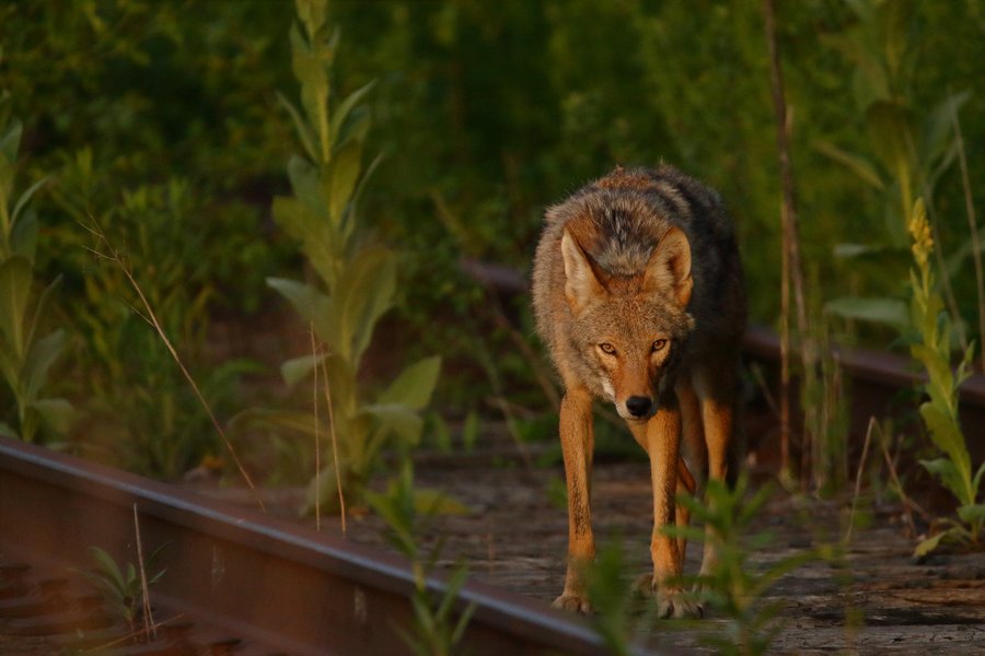 A coyote.