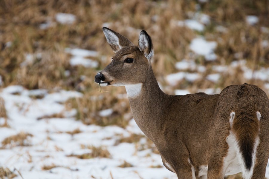 White-tailed deer.