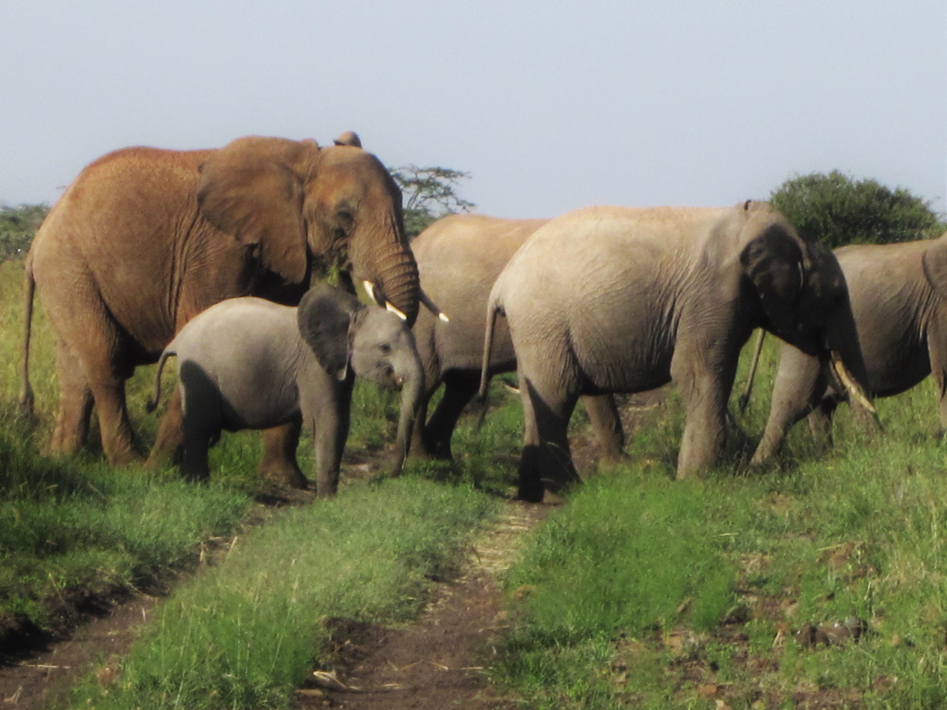 Elephants on the savanna.