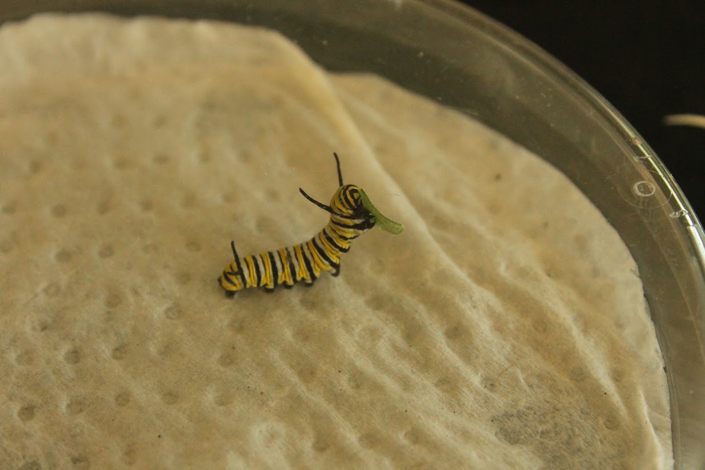 Monarch caterpillar undergoing choice experiment.