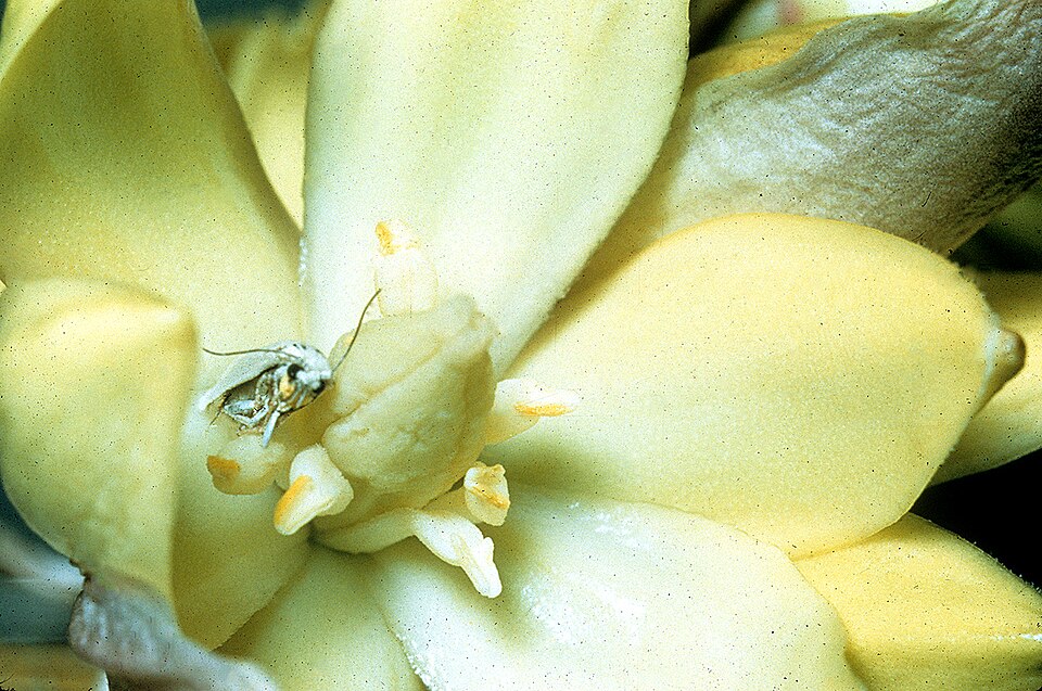 Yucca moth in yucca flower (from WikiMedia Commons).