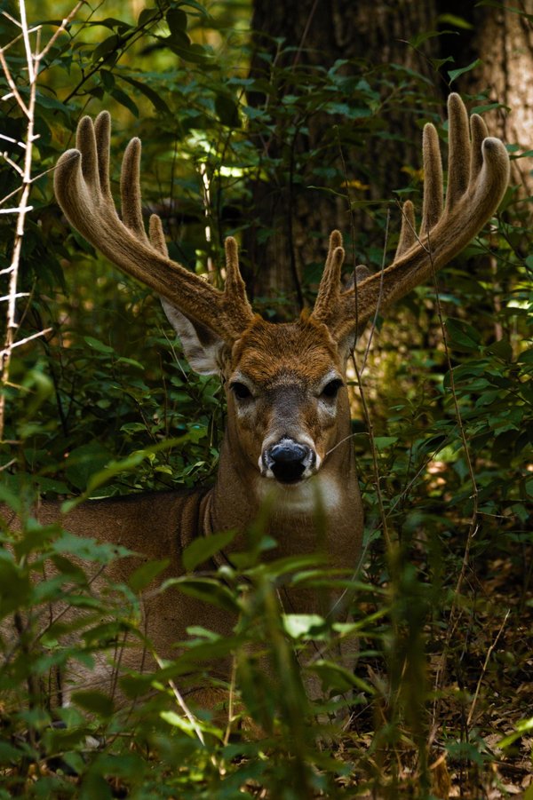 Large buck in Velvet in Roseville, MN.