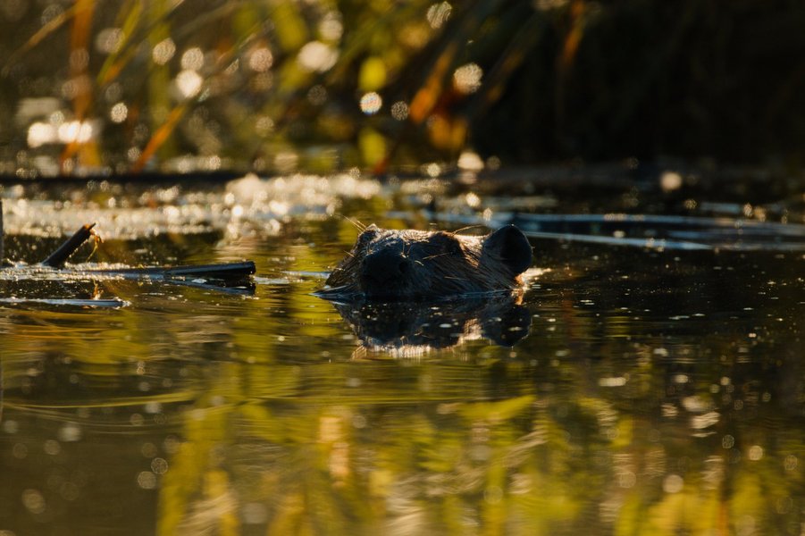 Beaver at Minnesota Valley National Wildlife Refuge