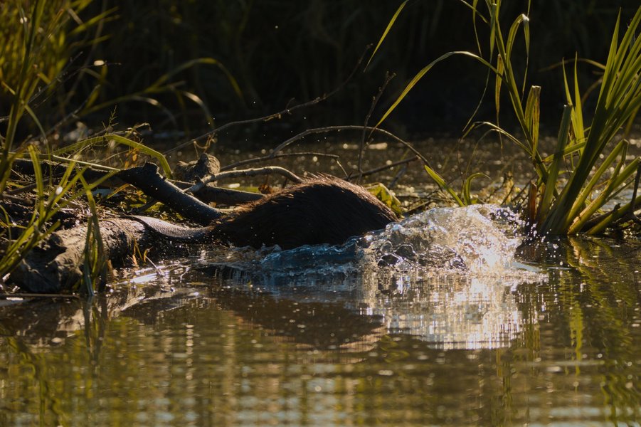 Beaver entering water at Minnesota Valley National Wildlife Refuge