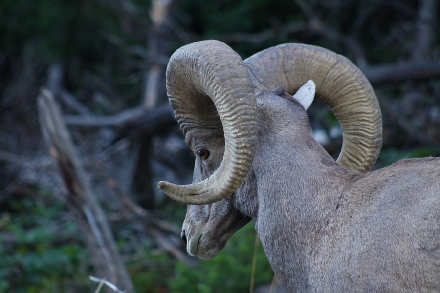 Bighorn sheep at Yellowstone National Park.