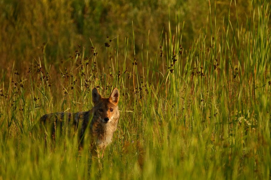 Coyote in St. Paul, MN.