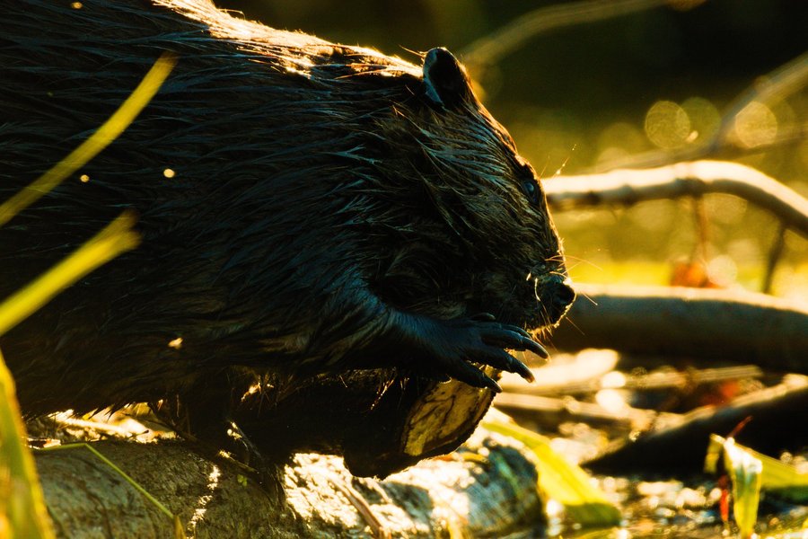 Beaver at Minnesota Valley National Wildlife Refuge