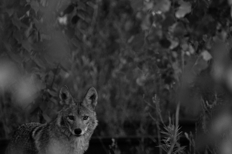 Coyote in St. Paul, MN.