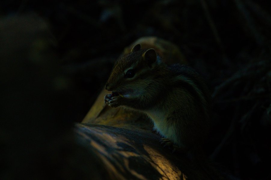 Eastern chipmunk in St. Paul, MN.