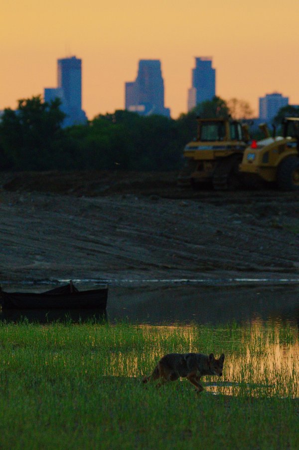 Coyote in St. Paul, MN, with Minneapolis skyline in background.
