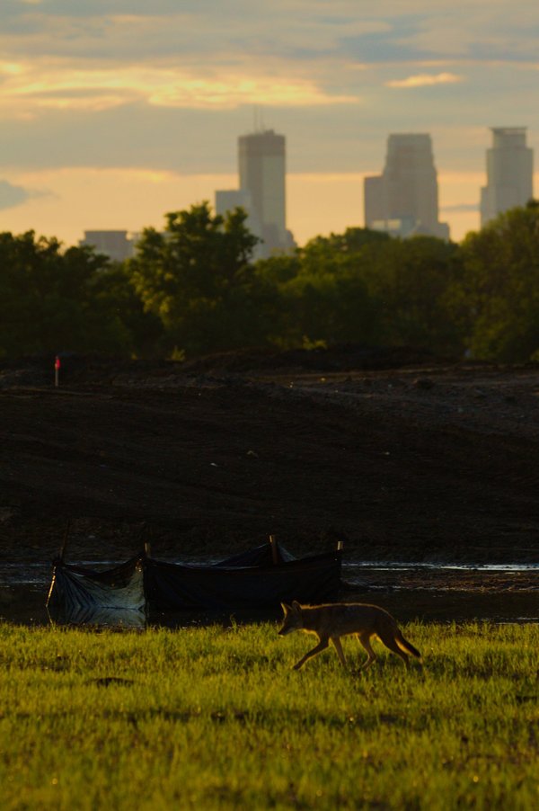 Coyote in St. Paul, MN, with Minneapolis skyline in background.