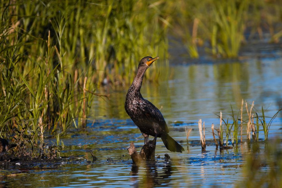 Double-crested cormerant at Minnesota Valley National Wildlife Refuge.