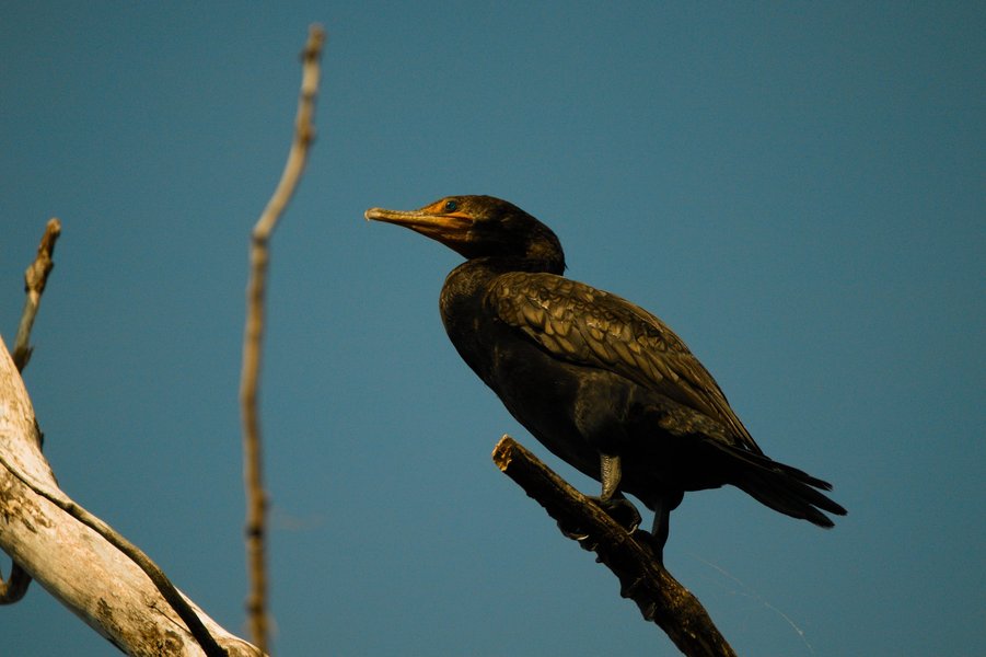 Double-crested cormerant in Richfield, MN.