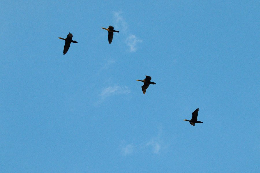 Double-crested cormerants in Richfield, MN.