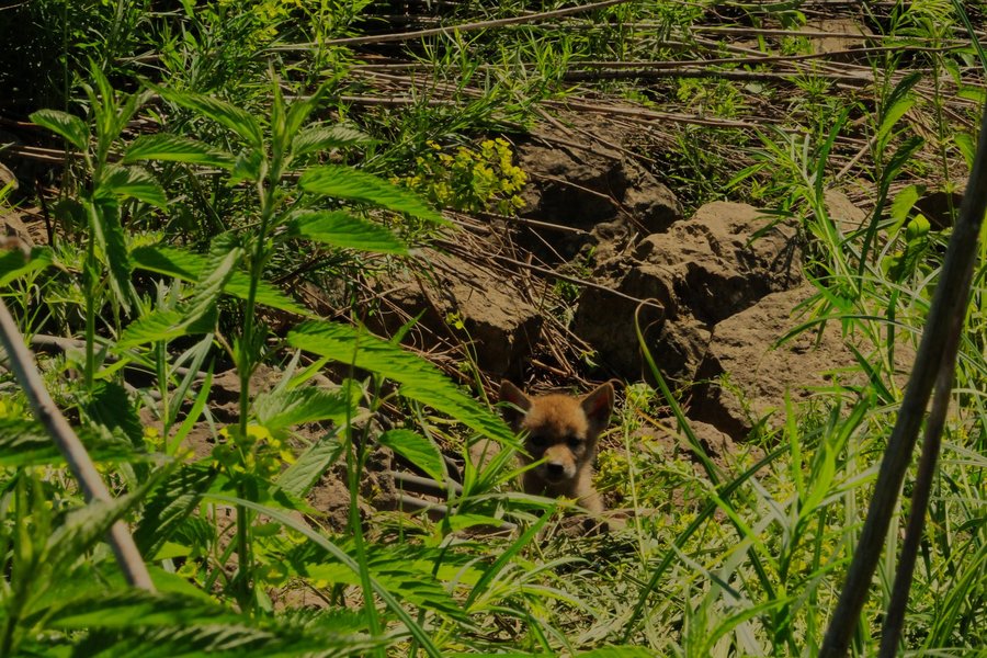 Coyote pup in St. Paul, MN.