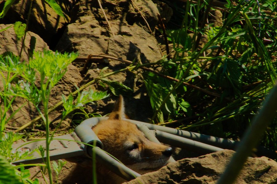Coyote pup in St. Paul, MN.