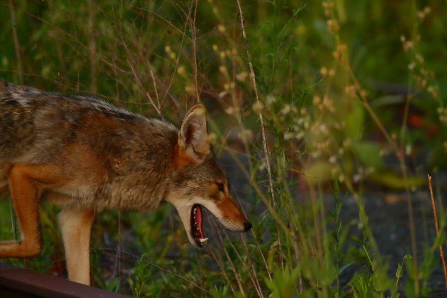 Coyote in St. Paul, MN.