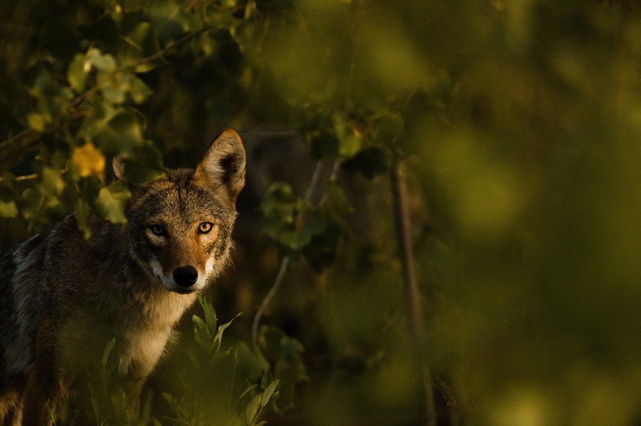 Coyote in St. Paul, MN.