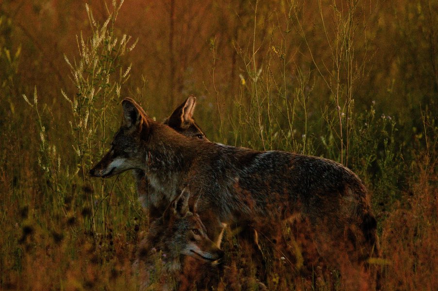 Three coyotes in St. Paul, MN.