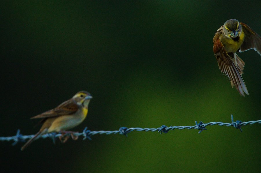 Dickcissel in flight in St. Paul, MN.
