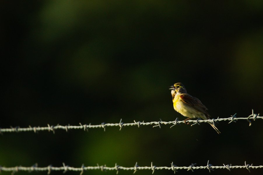 Singing dickcissel in St. Paul, MN.