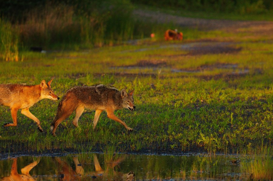 Two coyotes in St. Paul, MN.