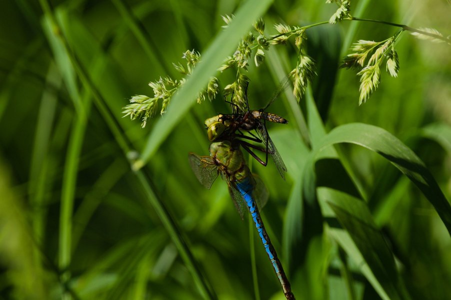 Darner eating a smaller dragonfly at the Minnesota Valley National Wildlife Refuge.