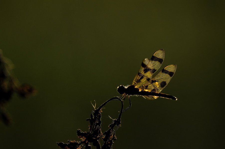 Dragonfly in St. Paul, MN.