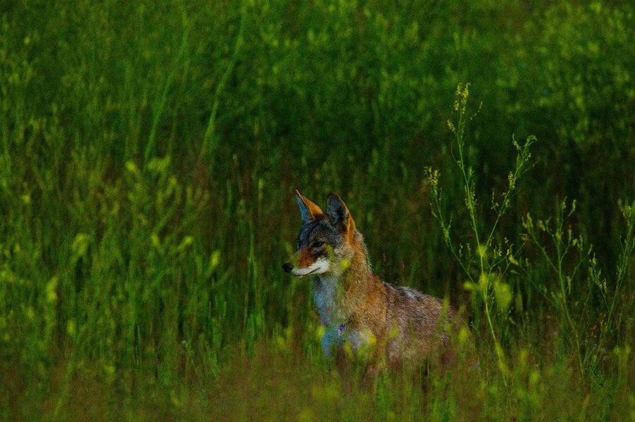 Coyote in St. Paul, MN.