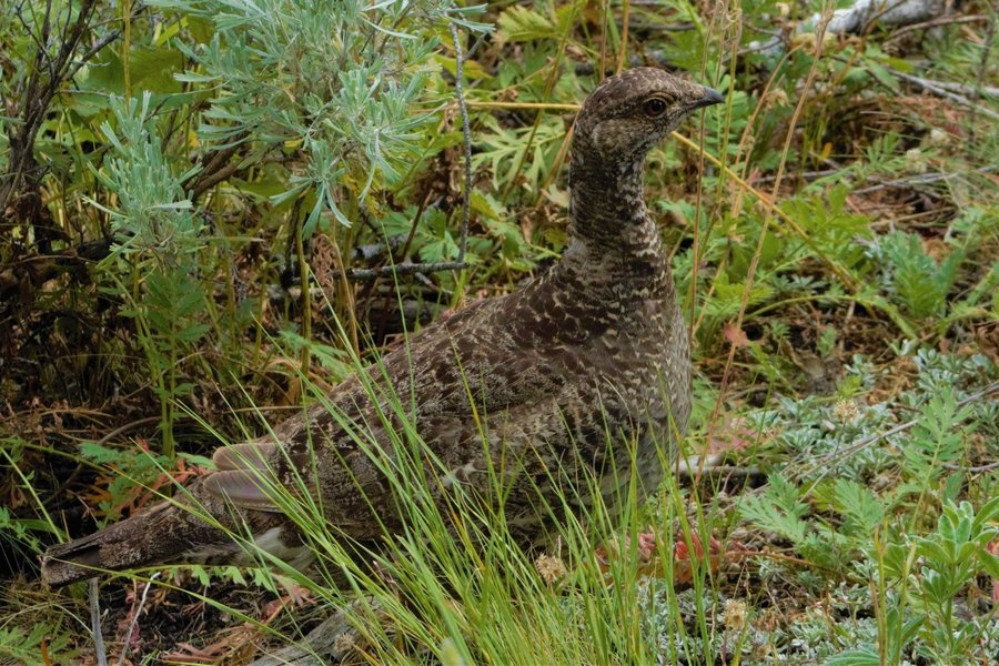 Dusky grouse in Yellowstone National Park.