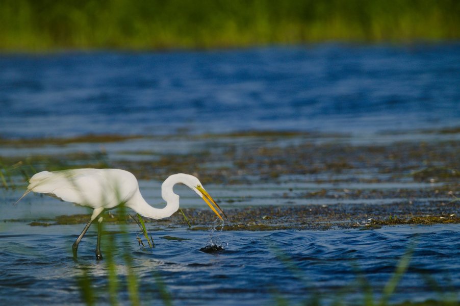 Great egret at the Minnesota Valley National Wildlife Refuge.