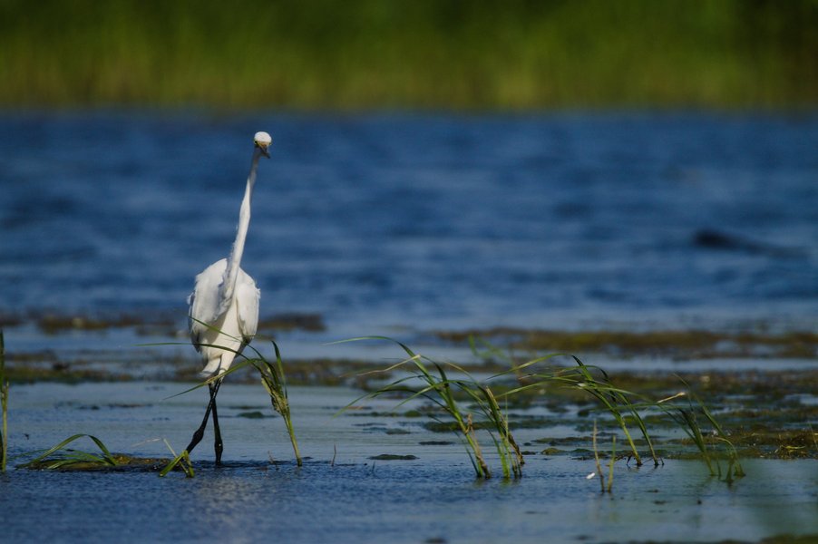 Great egret at the Minnesota Valley National Wildlife Refuge.