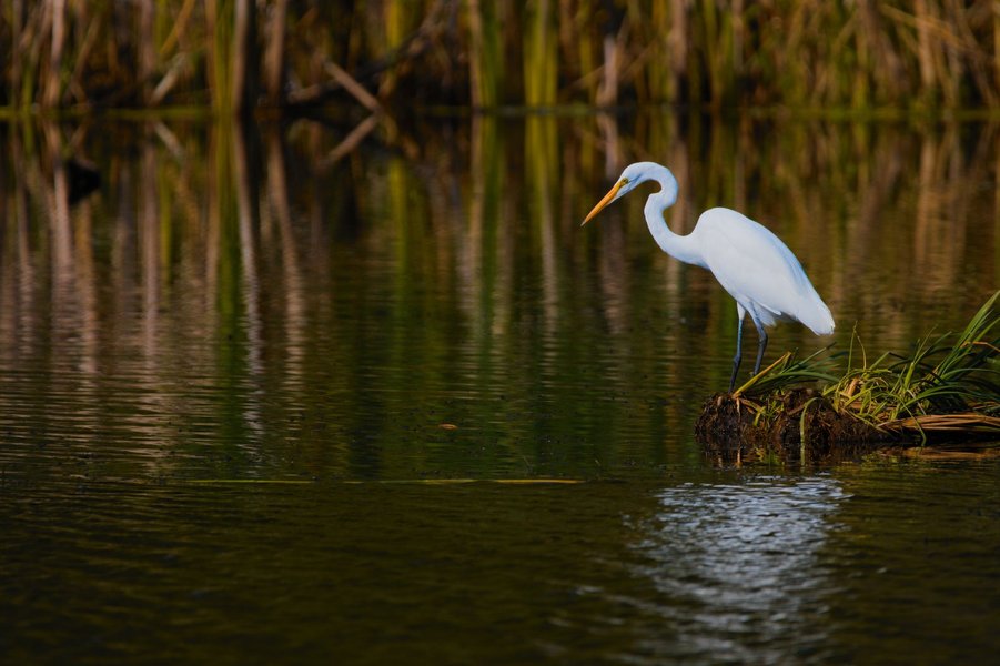 Great egret in Richfield, MN.