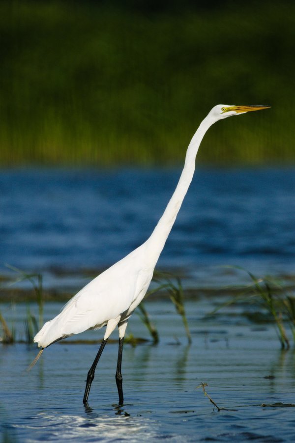 Great egret at the Minnesota Valley National Wildlife Refuge.