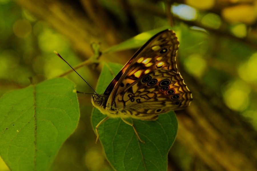 Hackberry emperor at Blandy Experimental Farm, VA.