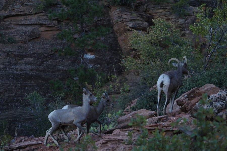 Desert bighorns in Zion National Park.