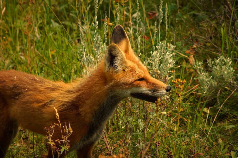 Red fox in Yellowstone National Park.