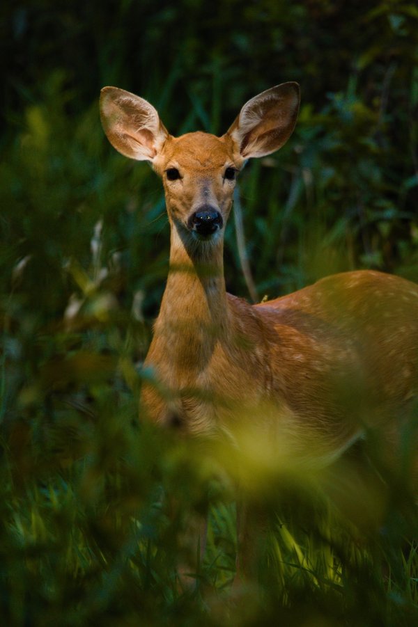 White-tailed fawn in Bloomington, MN.