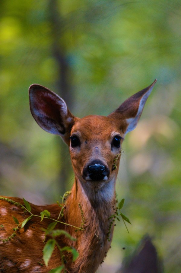 Mischievous white-tailed fawn in Roseville, MN.
