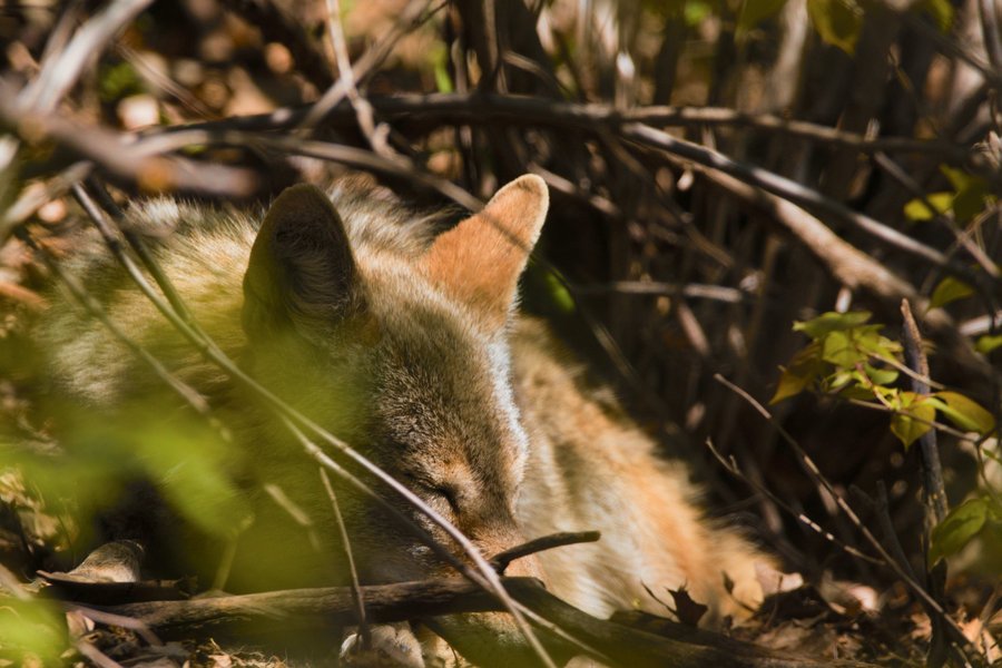 Snoozing coyote in St. Paul, MN.