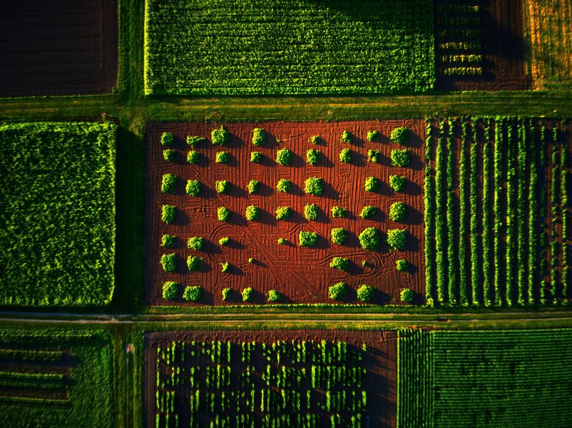 Ag research plots in St. Paul, MN.