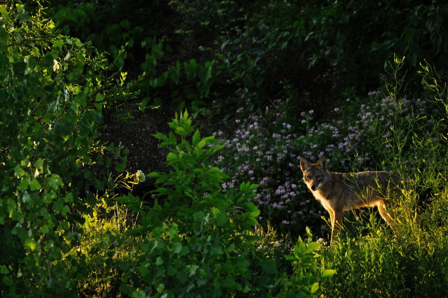 Coyote in St. Paul, MN.