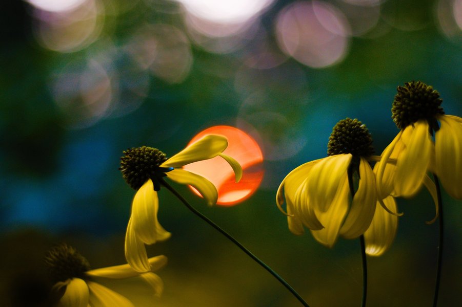 Grey headed coneflowers in St. Paul, MN.