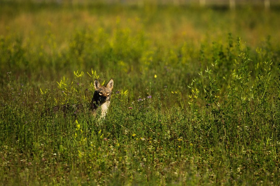 Coyote in St. Paul, MN.
