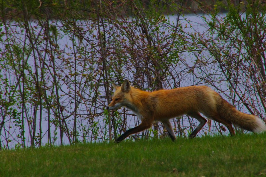 Red fox in Bloomington, MN.