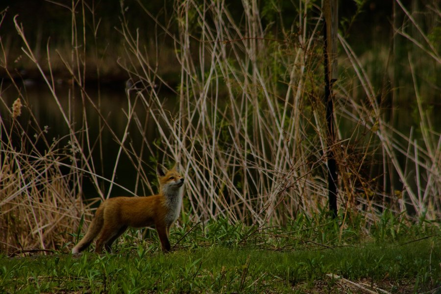 Red fox kit in Bloomington, MN.