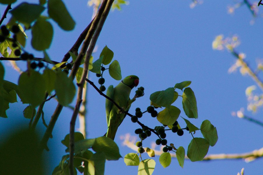 Unknown parakeet species in Dehradun, India.