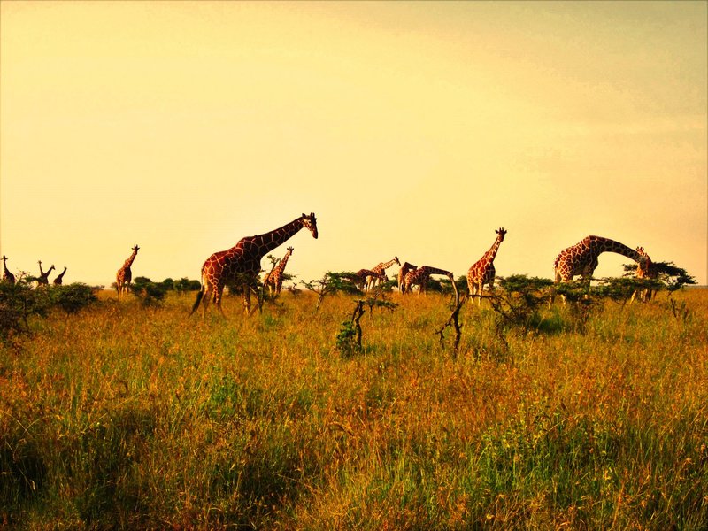 Giraffes near Mpala Research Centre, Kenya.