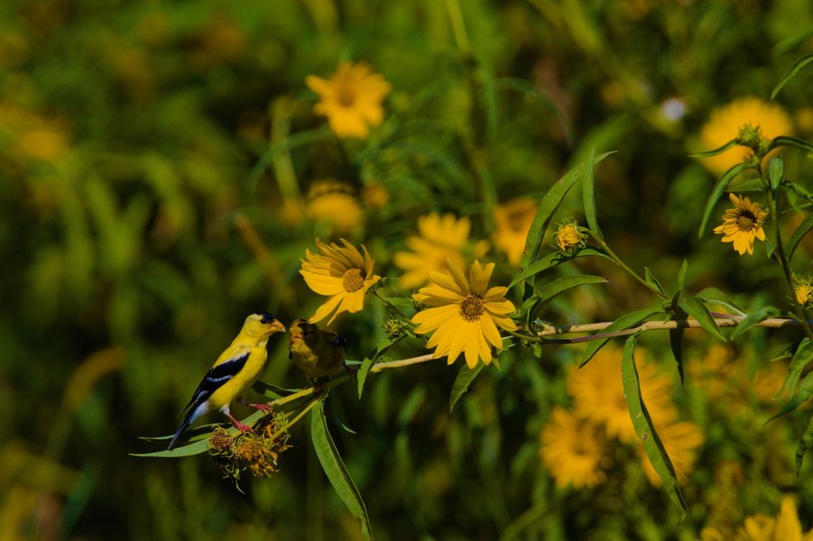 Gold finches on false sunflowers, Minnesota Valley National Wildlife Refuge.