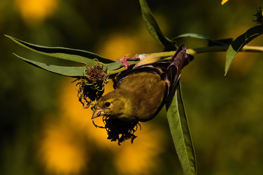 Gold finch about to eat a seed, Minnesota Valley National Wildlife Refuge.